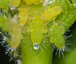 Jackfruit Psyllid nymphs on the leaf of a Jackfruit Tree (Artocarpus heterophyllus) photo